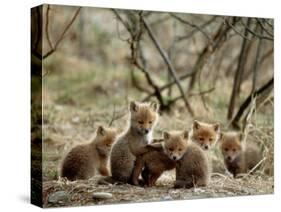 Fox Cubs-null-Stretched Canvas