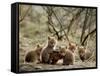 Fox Cubs-null-Framed Stretched Canvas