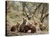 Fox Cubs-null-Stretched Canvas