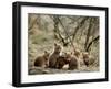 Fox Cubs-null-Framed Premium Photographic Print