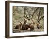 Fox Cubs-null-Framed Photographic Print
