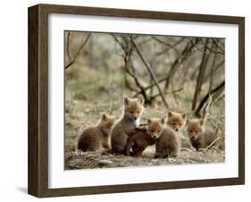 Fox Cubs-null-Framed Photographic Print