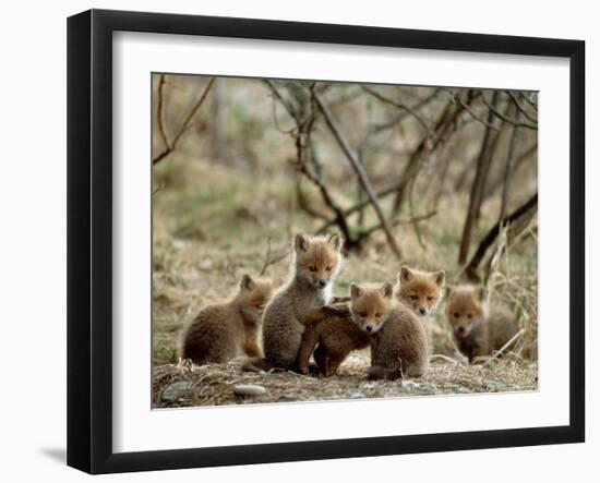 Fox Cubs-null-Framed Photographic Print
