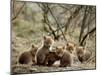 Fox Cubs-null-Mounted Photographic Print