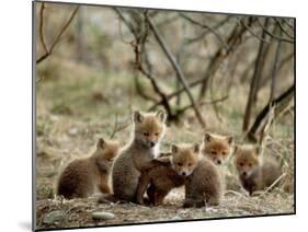Fox Cubs-null-Mounted Photographic Print