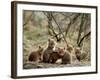 Fox Cubs-null-Framed Photographic Print