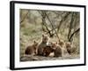 Fox Cubs-null-Framed Photographic Print