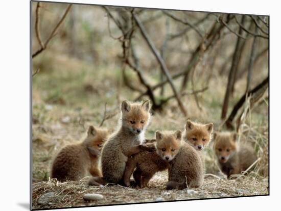 Fox Cubs-null-Mounted Photographic Print