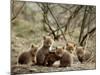 Fox Cubs-null-Mounted Photographic Print