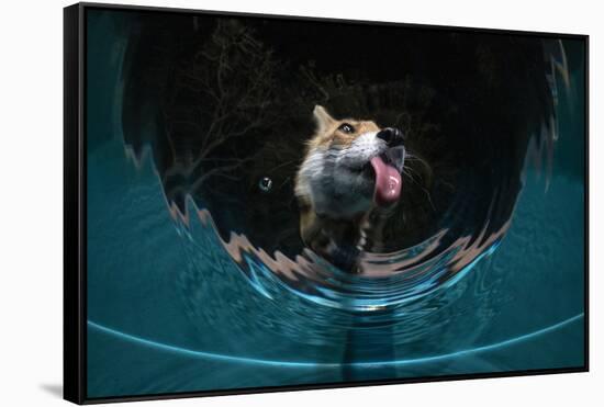Fox drinking water from a sauna pool in a garden, Hungary-Milan Radisics-Framed Stretched Canvas