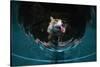 Fox drinking water from a sauna pool in a garden, Hungary-Milan Radisics-Stretched Canvas