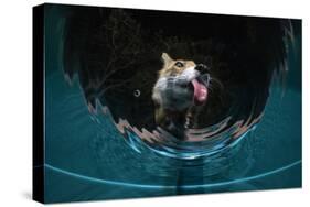 Fox drinking water from a sauna pool in a garden, Hungary-Milan Radisics-Stretched Canvas