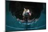 Fox drinking water from a sauna pool in a garden, Hungary-Milan Radisics-Mounted Photographic Print