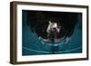 Fox drinking water from a sauna pool in a garden, Hungary-Milan Radisics-Framed Photographic Print