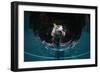 Fox drinking water from a sauna pool in a garden, Hungary-Milan Radisics-Framed Photographic Print