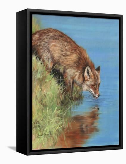 fox drinking-David Stribbling-Framed Stretched Canvas