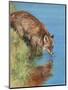 fox drinking-David Stribbling-Mounted Art Print