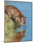 fox drinking-David Stribbling-Mounted Art Print