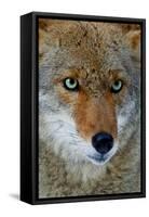 Fox Face-Howard Ruby-Framed Stretched Canvas