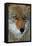 Fox Face-Howard Ruby-Framed Stretched Canvas