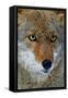 Fox Face-Howard Ruby-Framed Stretched Canvas