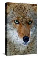 Fox Face-Howard Ruby-Stretched Canvas