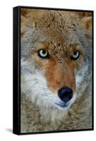 Fox Face-Howard Ruby-Framed Stretched Canvas