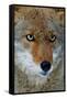 Fox Face-Howard Ruby-Framed Stretched Canvas