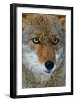 Fox Face-Howard Ruby-Framed Premium Photographic Print