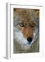 Fox Face-Howard Ruby-Framed Premium Photographic Print