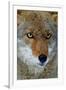 Fox Face-Howard Ruby-Framed Premium Photographic Print