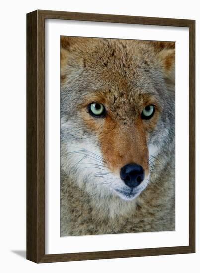 Fox Face-Howard Ruby-Framed Photographic Print