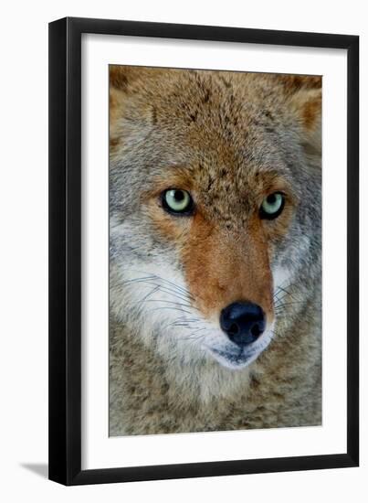 Fox Face-Howard Ruby-Framed Photographic Print