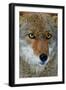 Fox Face-Howard Ruby-Framed Photographic Print