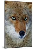 Fox Face-Howard Ruby-Mounted Photographic Print