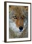 Fox Face-Howard Ruby-Framed Photographic Print