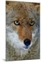Fox Face-Howard Ruby-Mounted Photographic Print