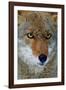 Fox Face-Howard Ruby-Framed Photographic Print