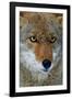 Fox Face-Howard Ruby-Framed Photographic Print