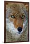 Fox Face-Howard Ruby-Framed Photographic Print