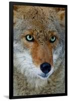 Fox Face-Howard Ruby-Framed Photographic Print