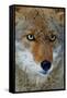 Fox Face-Howard Ruby-Framed Stretched Canvas