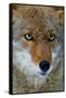 Fox Face-Howard Ruby-Framed Stretched Canvas