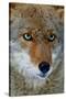 Fox Face-Howard Ruby-Stretched Canvas