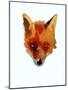 Fox face-Sarah Thompson-Engels-Mounted Giclee Print