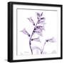 Fox glove-Albert Koetsier-Framed Premium Giclee Print