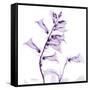 Fox glove-Albert Koetsier-Framed Stretched Canvas