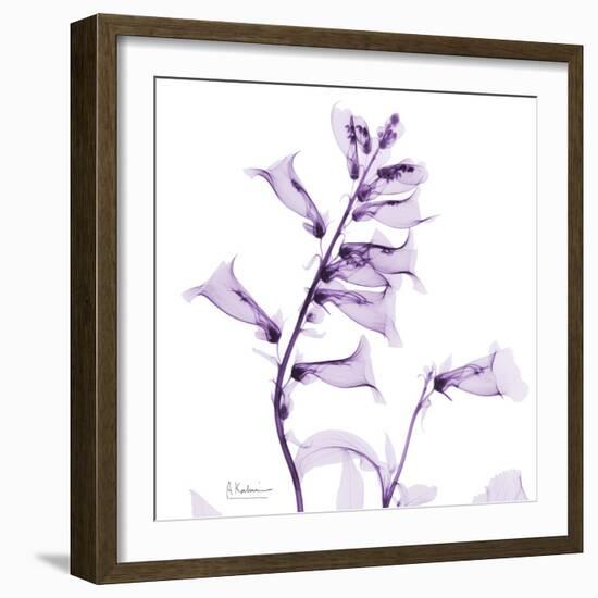 Fox glove-Albert Koetsier-Framed Art Print