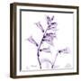 Fox glove-Albert Koetsier-Framed Art Print