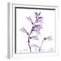 Fox glove-Albert Koetsier-Framed Art Print